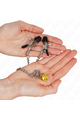 KINK Nipple Clamps: Sensuality and Stimulation